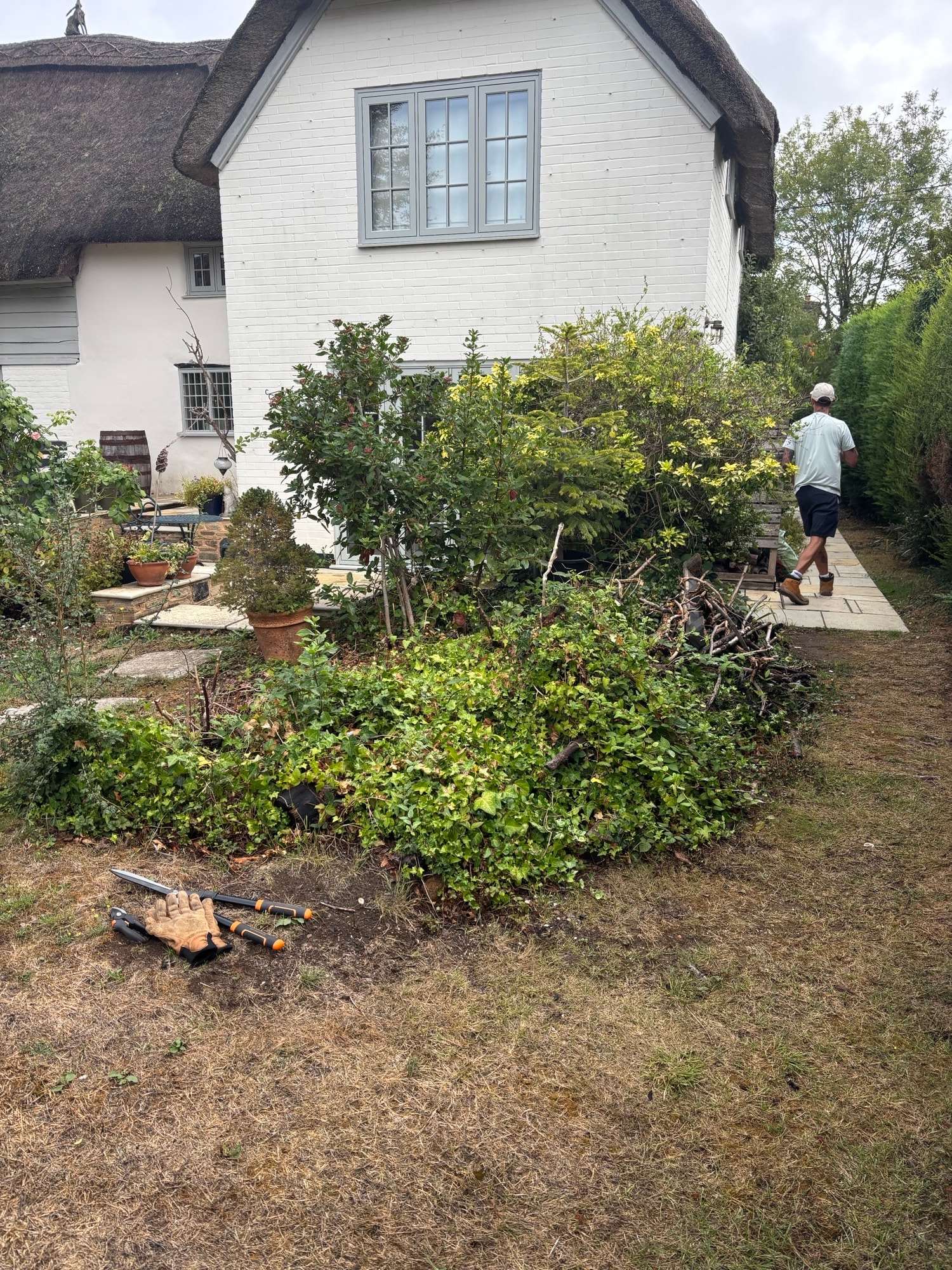 Overgrown cottage garden with dense shrubs before clearance